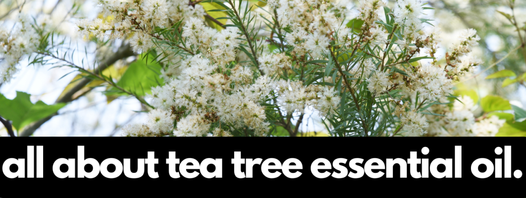 Tea Tree Essential Oil